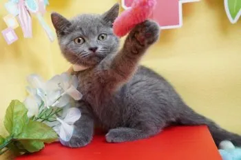 すみれ 様のお迎えした子猫