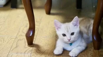 E.T 様のお迎えした子猫
