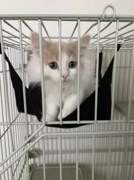 M.G 様のお迎えした子猫