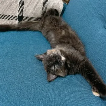 Y.T 様のお迎えした子猫