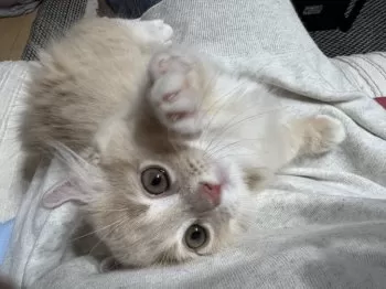 E.M 様のお迎えした子猫
