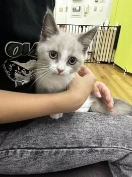 A.B 様のお迎えした子猫