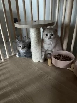 H.K 様のお迎えした子猫