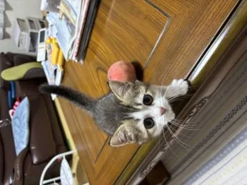 M.Y 様のお迎えした子猫