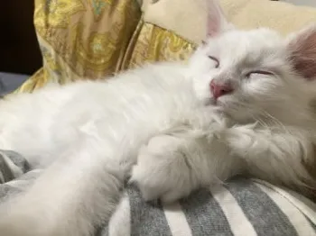 イヅ 様のお迎えした子猫