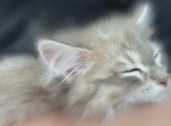 R.I 様のお迎えした子猫