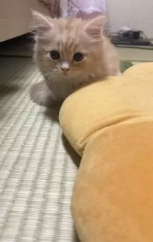 モモンガ 様のお迎えした子猫