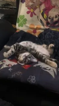 どで 様のお迎えした子猫