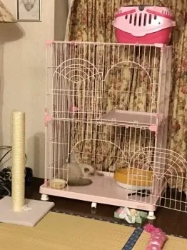 ターニャ(本名:タチアナですw▽・x・▽) 様のお迎えした子猫