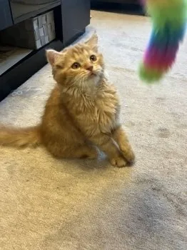 プリン 様のお迎えした子猫