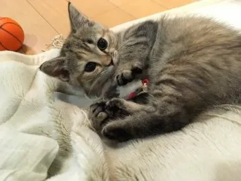 中野 知佳 様のお迎えした子猫