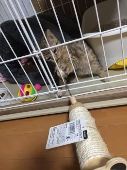 M.K 様のお迎えした子猫