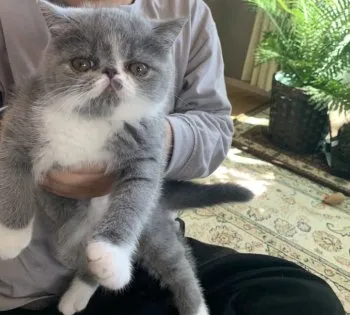 erika 様のお迎えした子猫