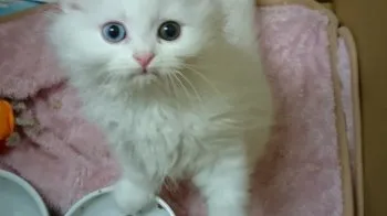 ぬりかべ 様のお迎えした子猫