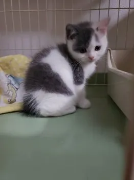 さくらまま 様のお迎えした子猫