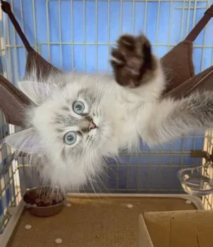 モナ 様のお迎えした子猫