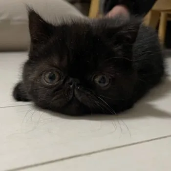 じじ 様のお迎えした子猫