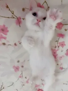 みゆ 様のお迎えした子猫