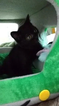 はるまる 様のお迎えした子猫