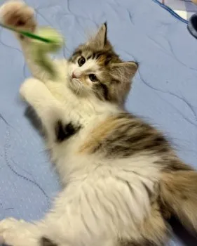 C.K 様のお迎えした子猫