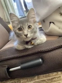 ヒデさん 様のお迎えした子猫