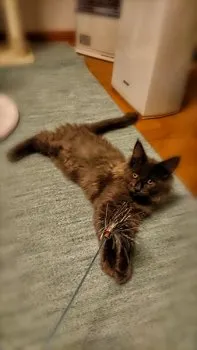 かいみつ 様のお迎えした子猫