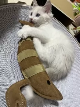 すん 様のお迎えした子猫