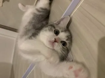 りー 様のお迎えした子猫
