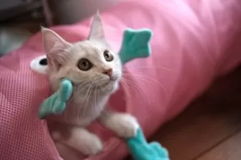 K.S 様のお迎えした子猫