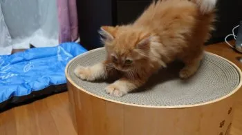 サンダー先生 様のお迎えした子猫