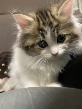 レイ.S 様のお迎えした子猫