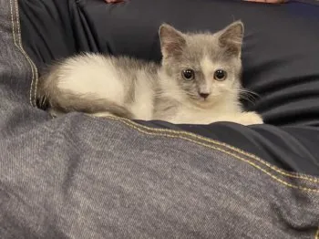 tomsan 様のお迎えした子猫