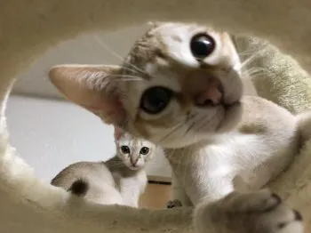 ひかる 様のお迎えした子猫