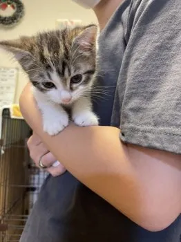 A.S 様のお迎えした子猫