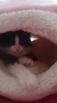 みぃ。(あおちゃん) 様のお迎えした子猫