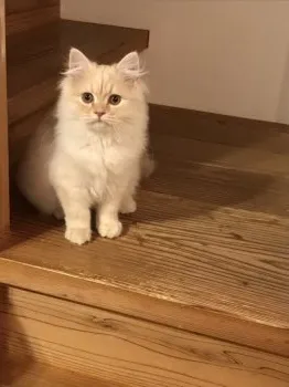 おはる 様のお迎えした子猫