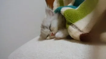 にゃんこ先生 様のお迎えした子猫