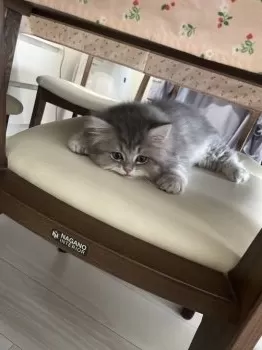あきは 様のお迎えした子猫
