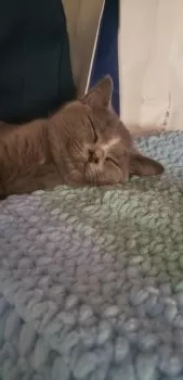 R.K 様のお迎えした子猫