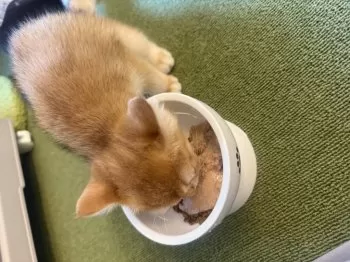 まさき 様のお迎えした子猫