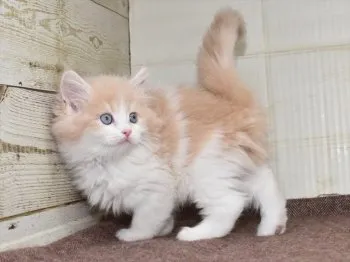 T.U 様のお迎えした子猫