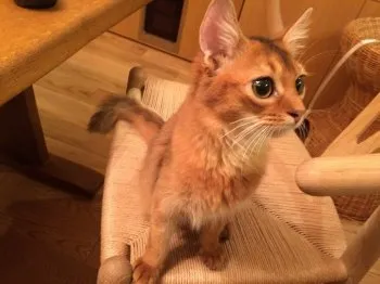 KINO 様のお迎えした子猫