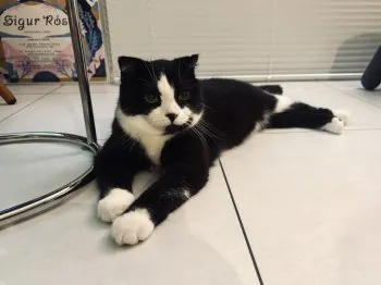 O 様のお迎えした子猫