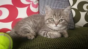 Y.K 様のお迎えした子猫