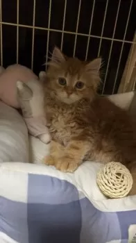 みい 様のお迎えした子猫