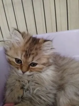 M.Y 様のお迎えした子猫