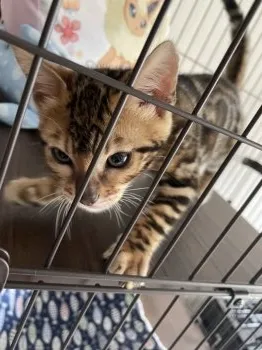 J.T 様のお迎えした子猫