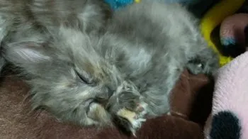 ニャンママ 様のお迎えした子猫