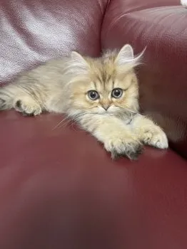 ライ 様のお迎えした子猫