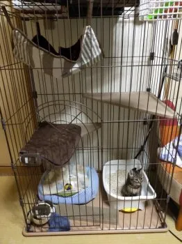 吉岡 様のお迎えした子猫